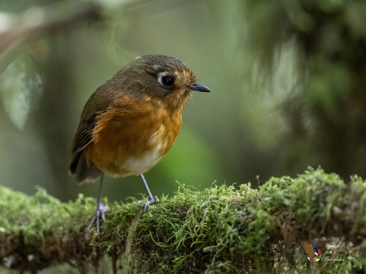 Leymebamba Antpitta - ML641018822