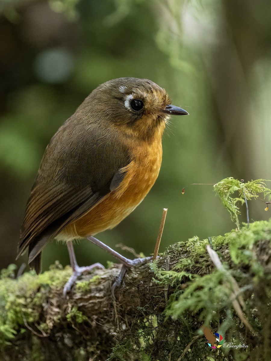Leymebamba Antpitta - ML641018823