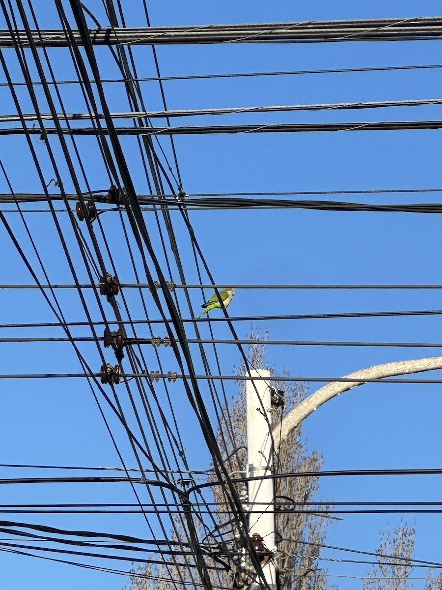 Monk Parakeet - ML641018836