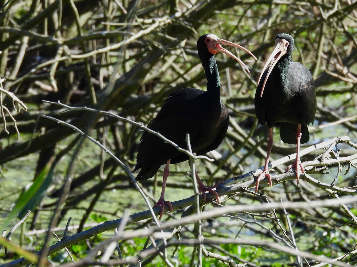 Ibis à face nue - ML641018841