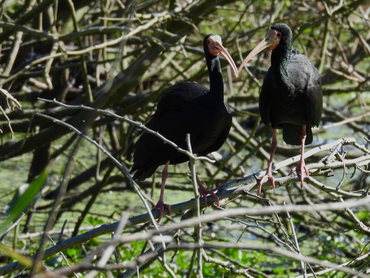 Ibis à face nue - ML641018842