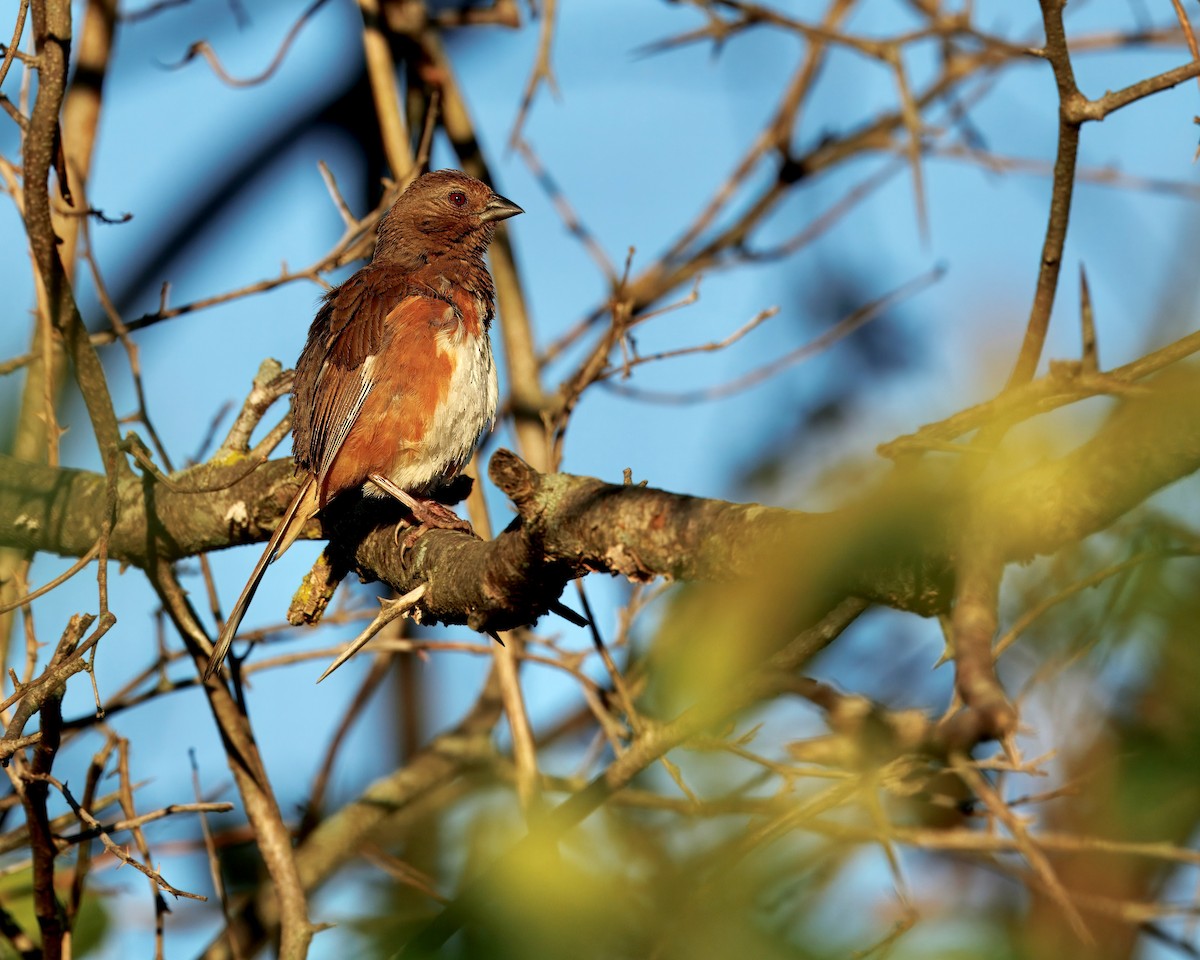 Eastern Towhee - ML641018847