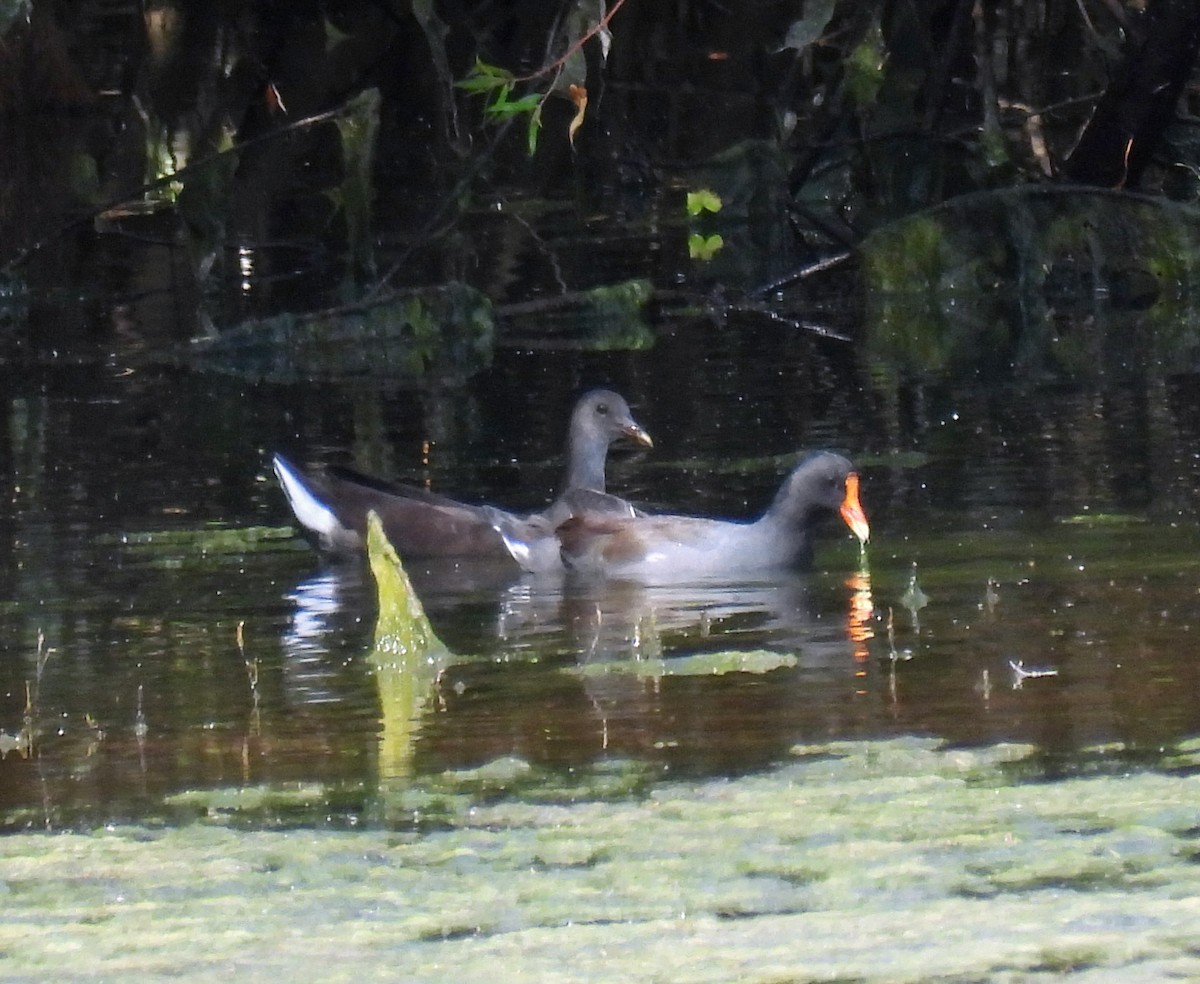 Common Gallinule - ML641018848