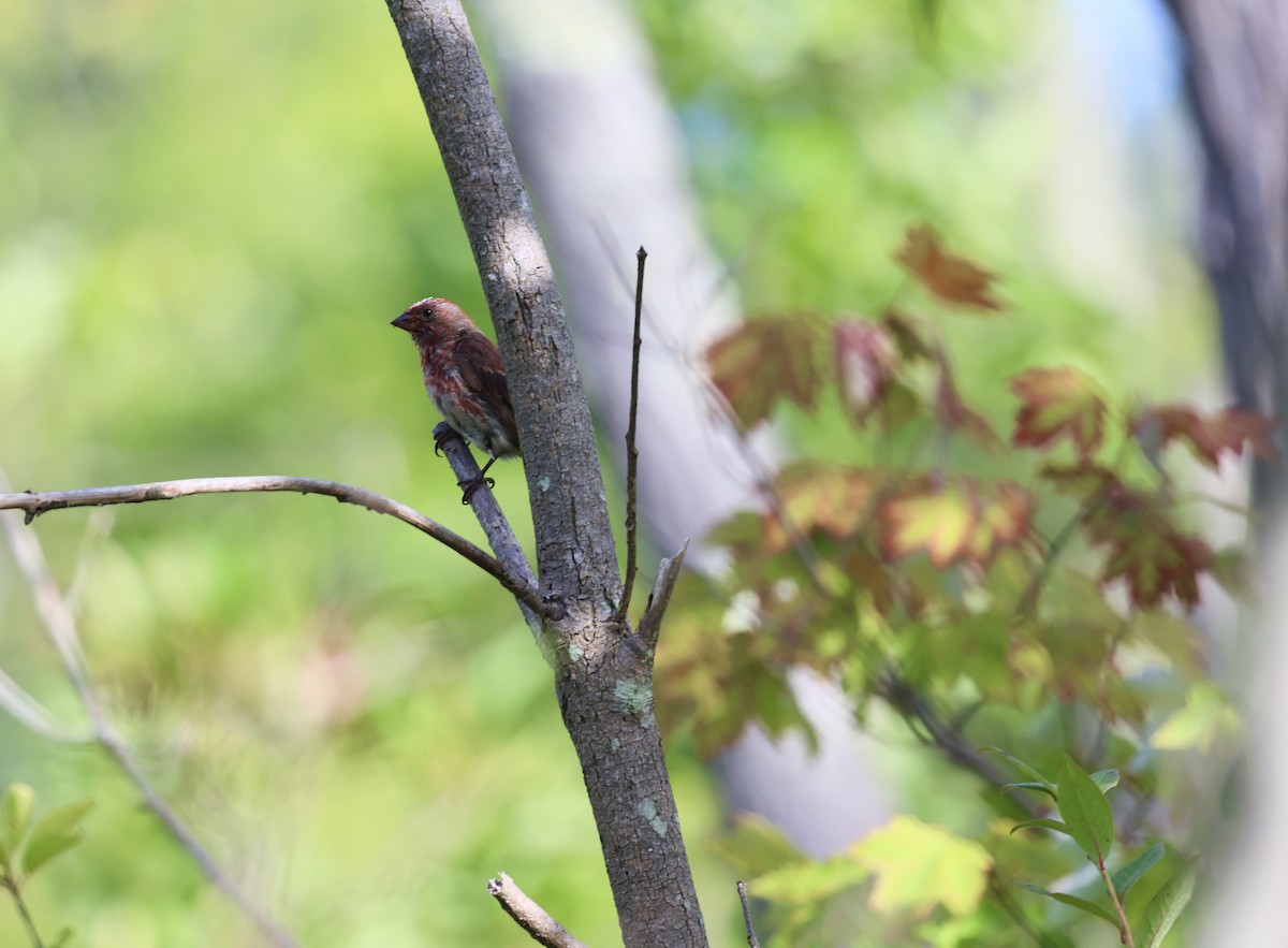 Purple Finch - ML641018864