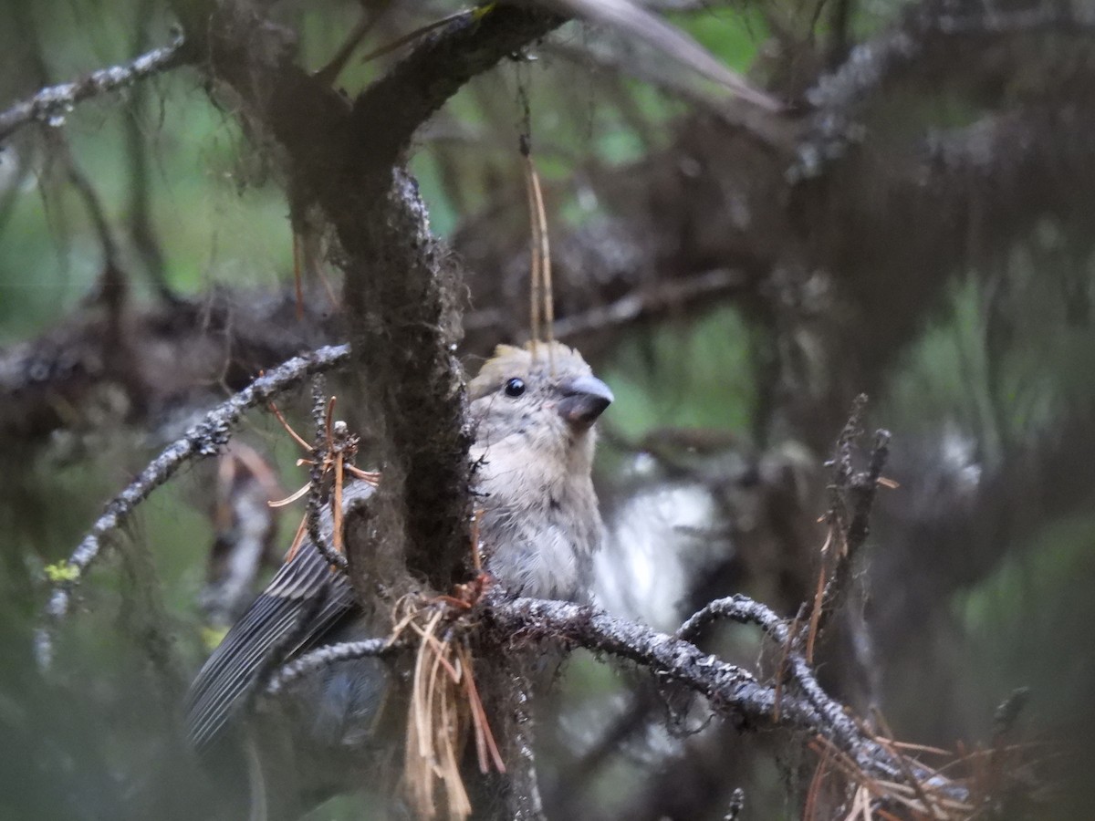 Pine Grosbeak - ML641018887