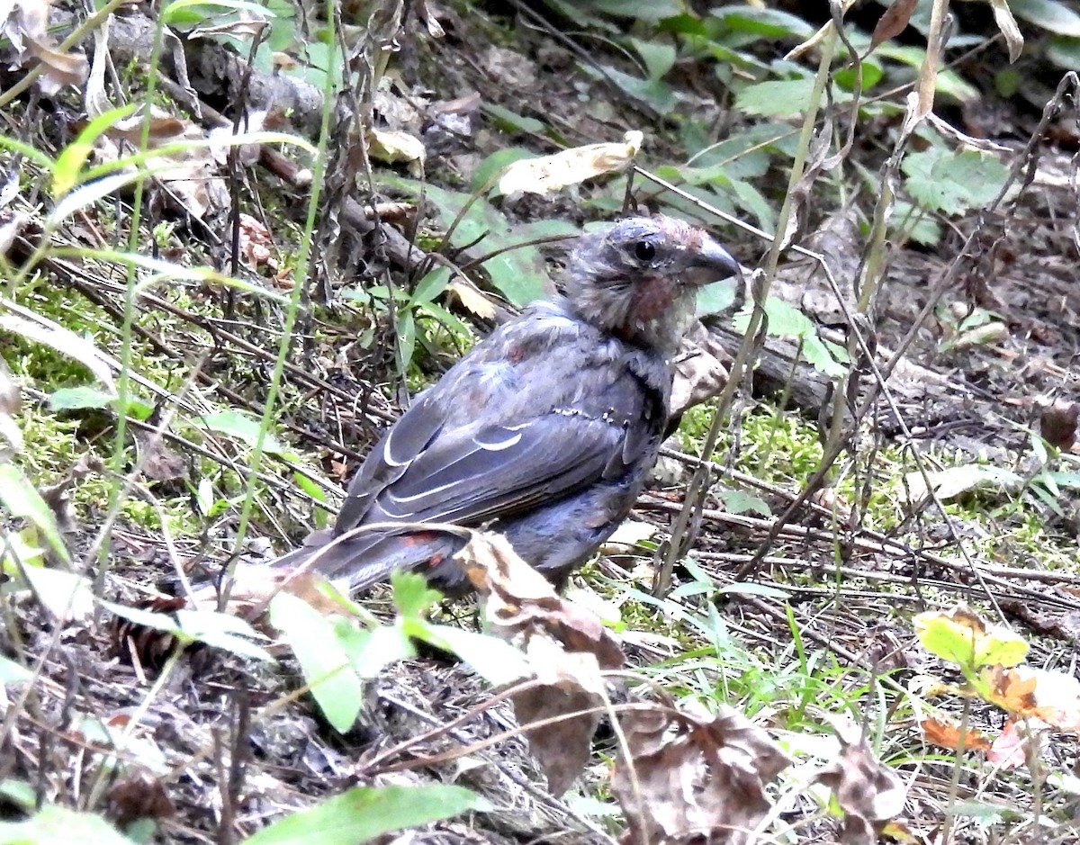 Pine Grosbeak - ML641018900