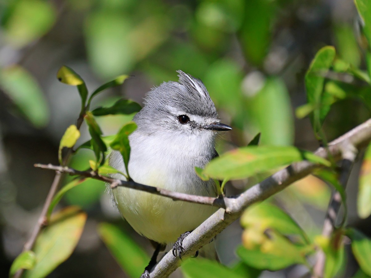 White-crested Tyrannulet - ML641018907