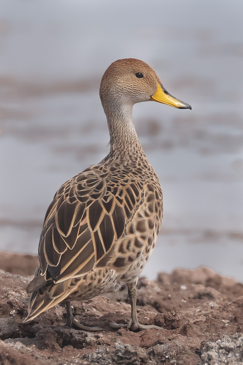Yellow-billed Pintail - ML641018922