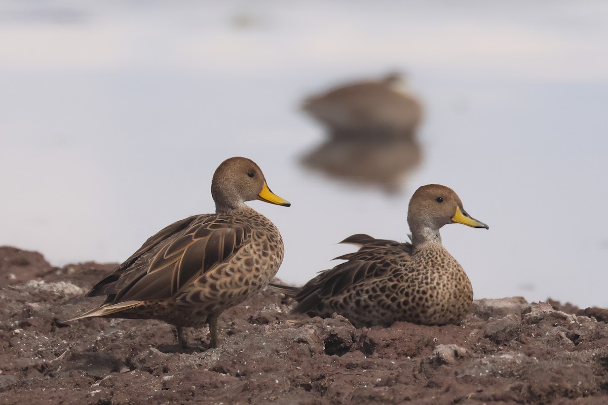 Yellow-billed Pintail - ML641018923