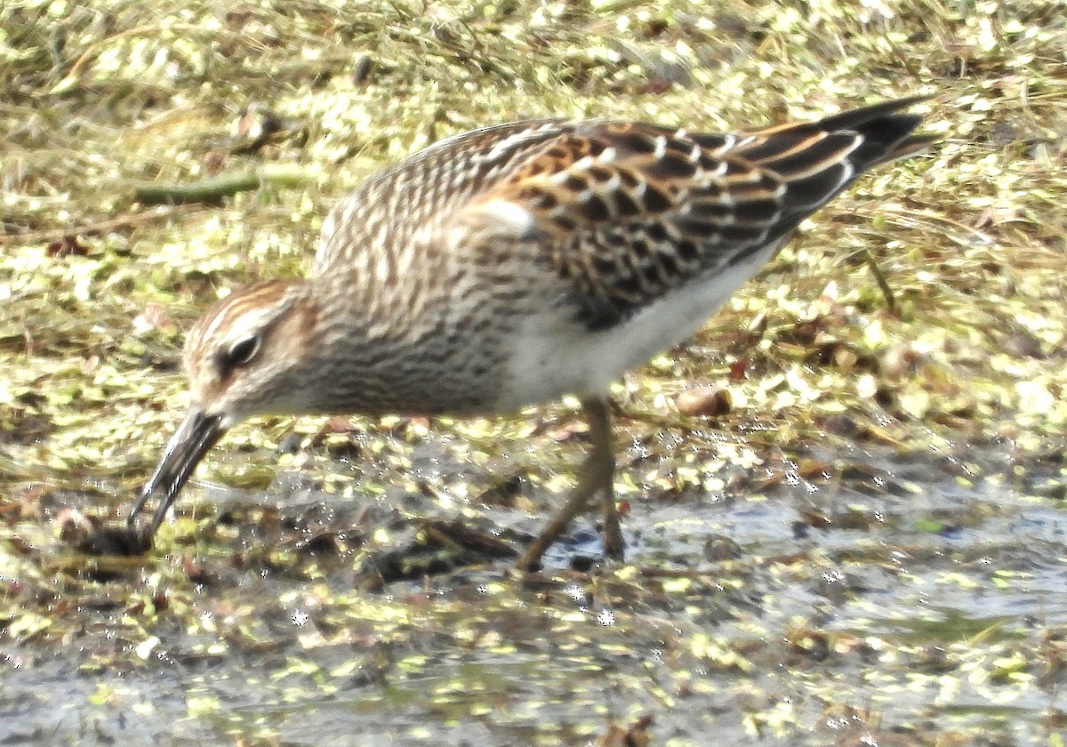Graubrust-Strandläufer - ML641018925