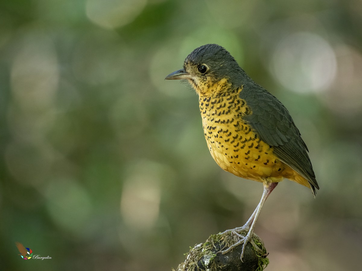 Undulated Antpitta - ML641018955