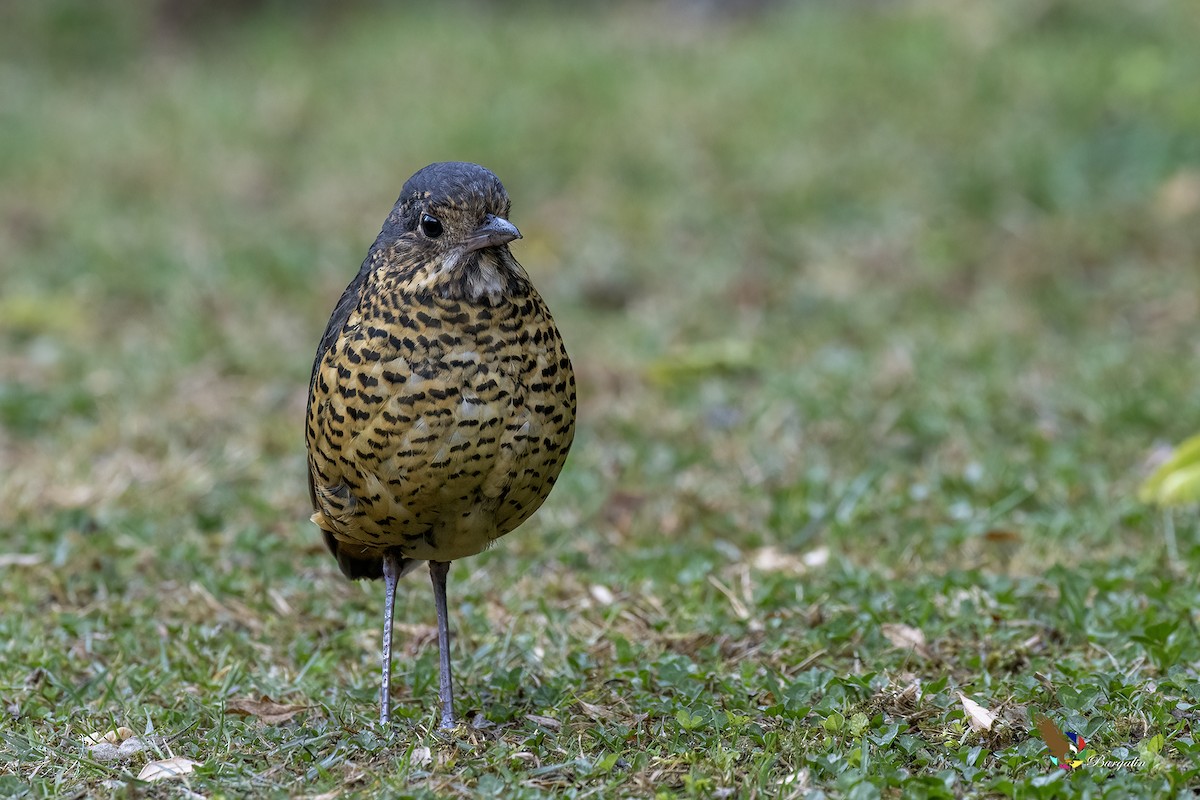 Undulated Antpitta - ML641018956