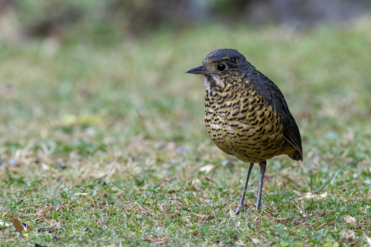 Undulated Antpitta - ML641018957