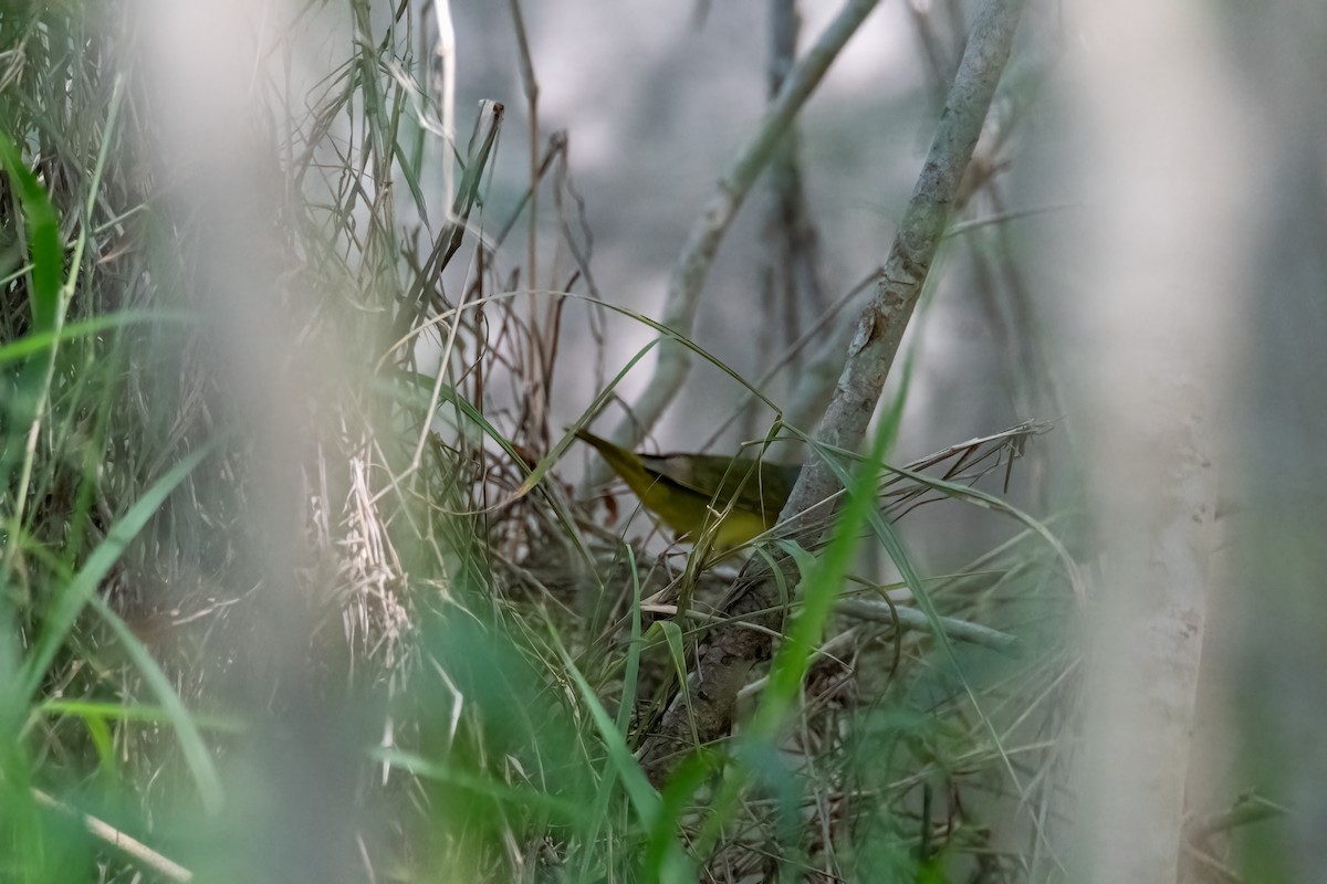 svartbrystparula - ML641019044