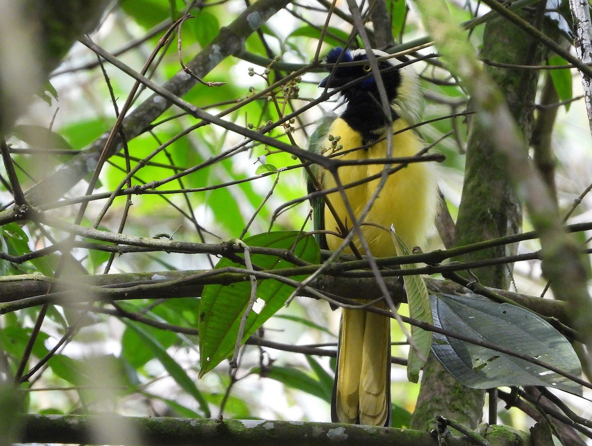 Green Jay (Inca) - ML641019052