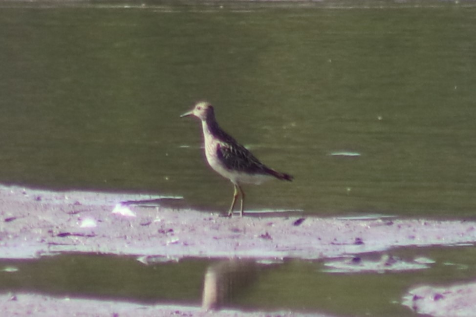Graubrust-Strandläufer - ML641019060