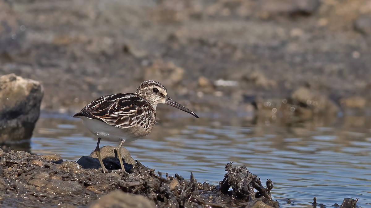 寬嘴鷸 - ML641019096