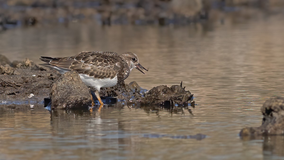 翻石鷸 - ML641019116
