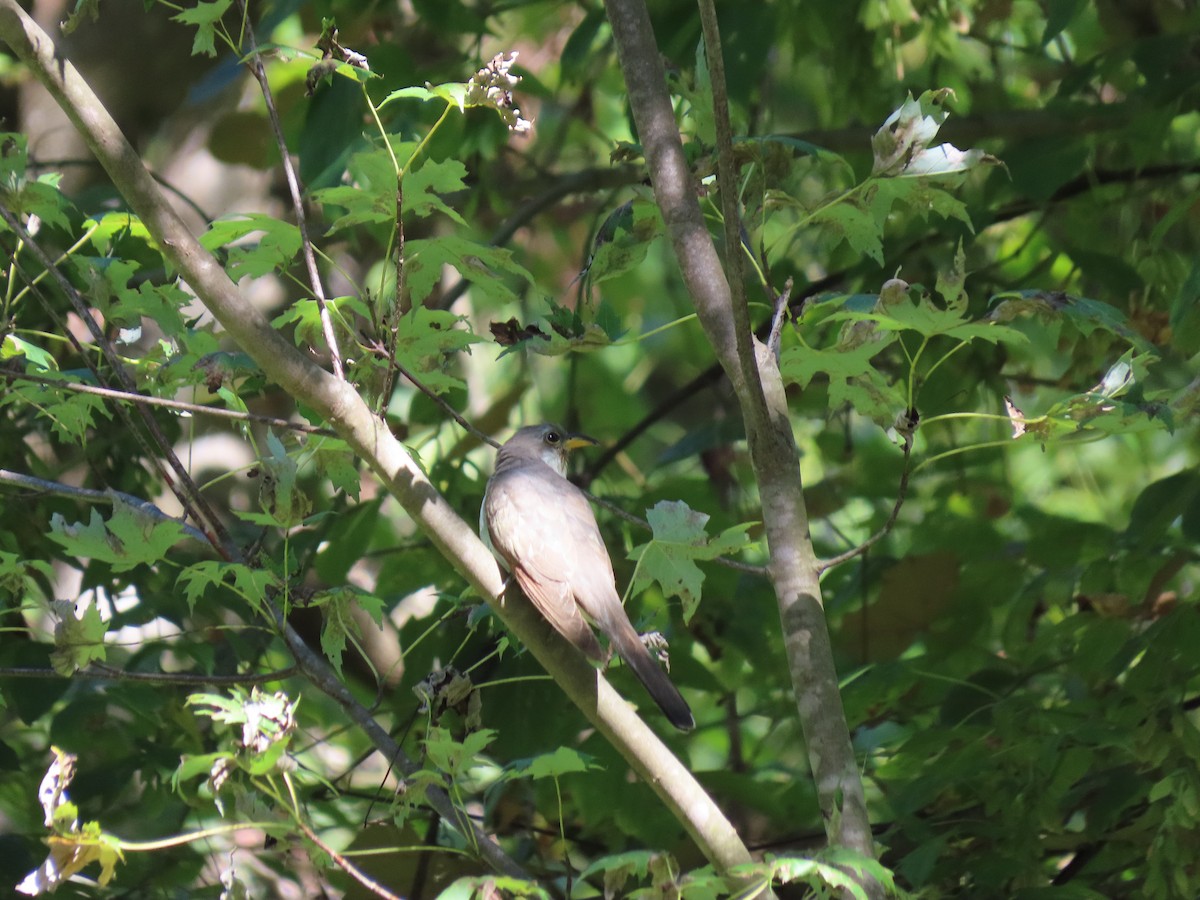 Yellow-billed Cuckoo - ML641019139