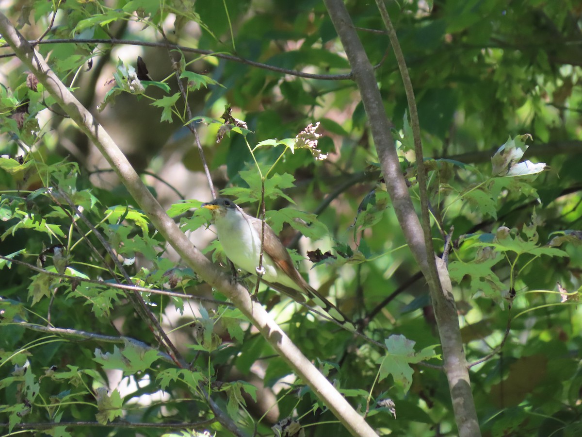 Yellow-billed Cuckoo - ML641019140