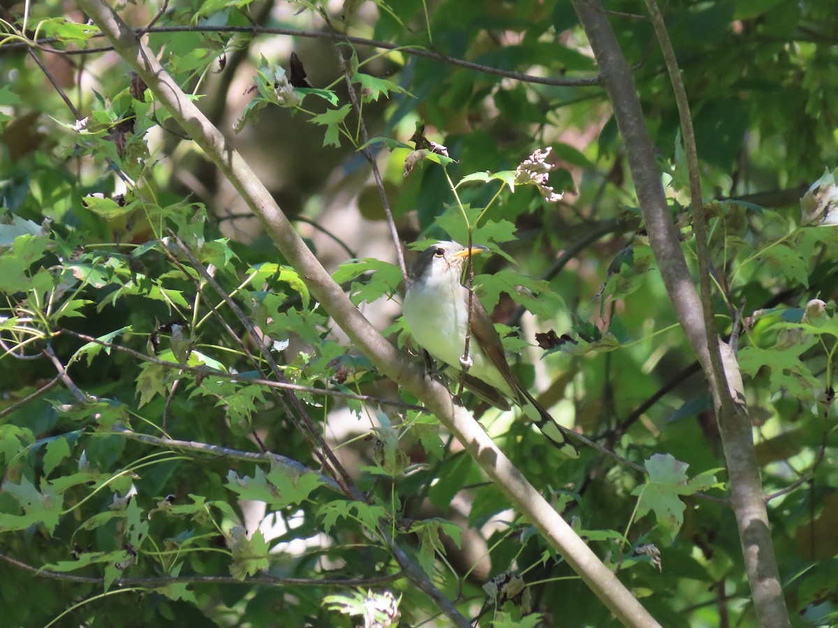 Yellow-billed Cuckoo - ML641019141