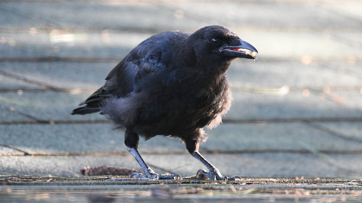 American Crow - ML641019188