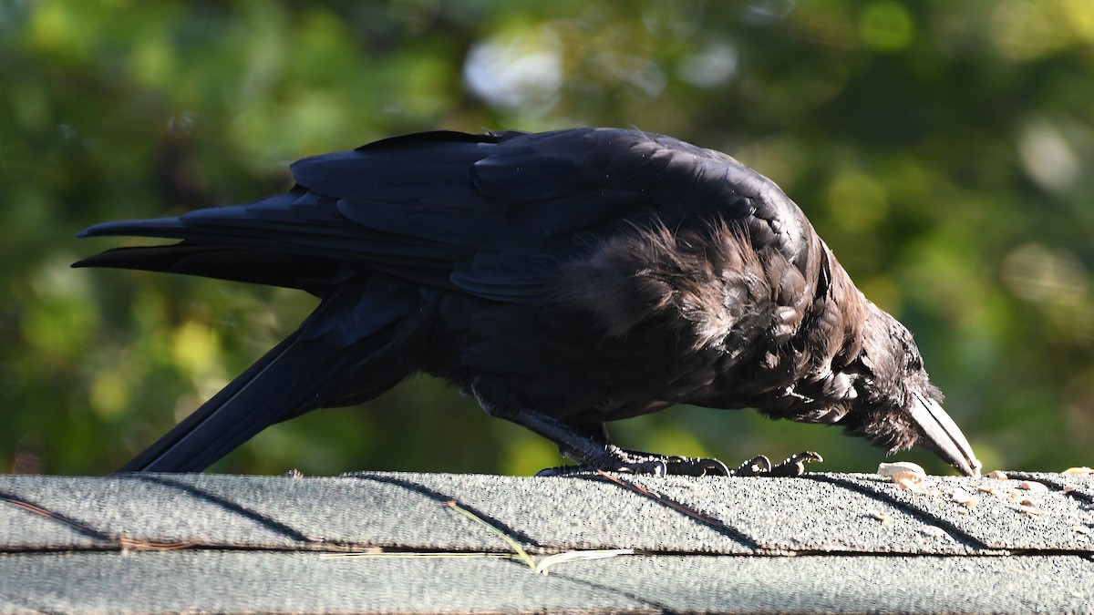 American Crow - ML641019189