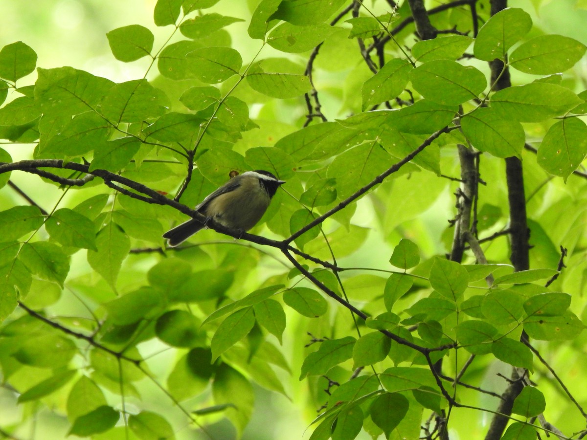 Carolina Chickadee - ML641019229