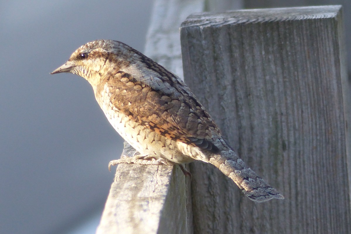 Eurasian Wryneck - ML641019238