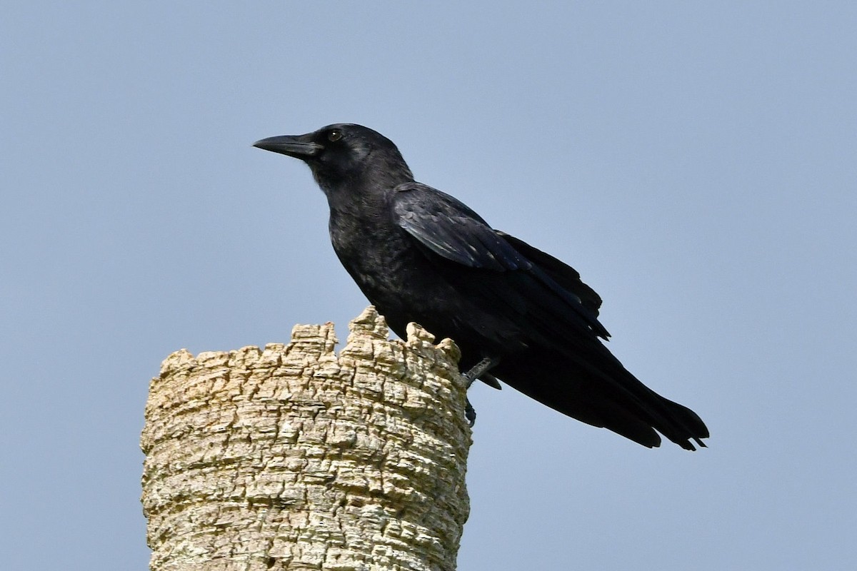 American Crow - ML641019255