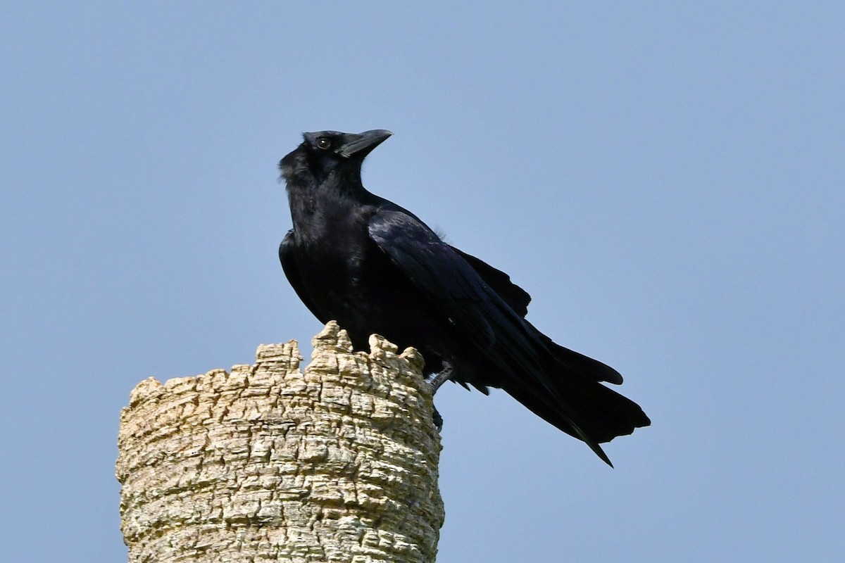 American Crow - ML641019256