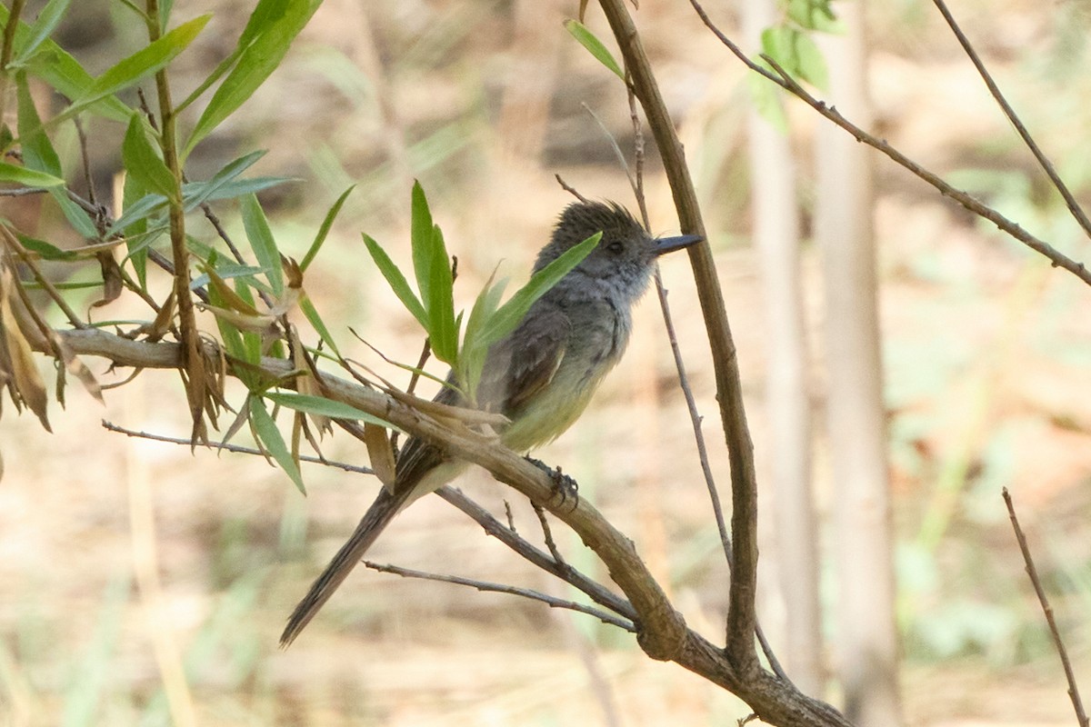 Dusky-capped Flycatcher - ML641019312