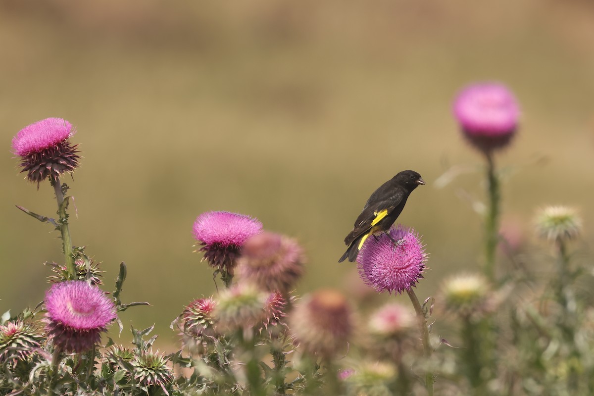 Black Siskin - ML641019343