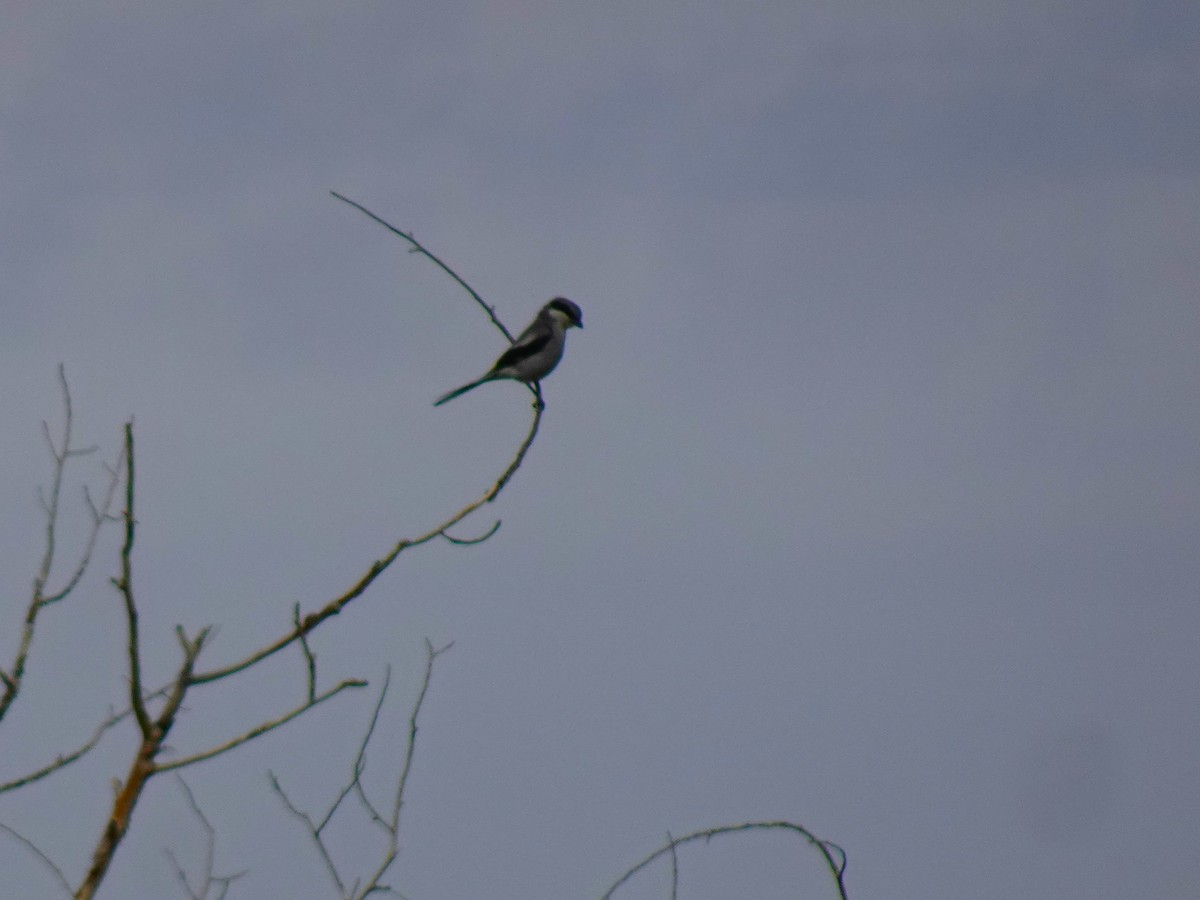 Loggerhead Shrike - ML641019359