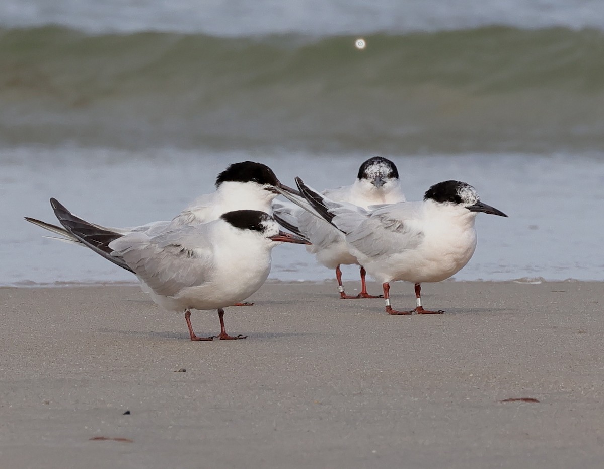 Common Tern - ML641019362