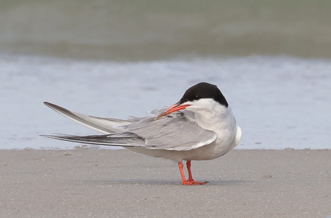 Common Tern - ML641019365