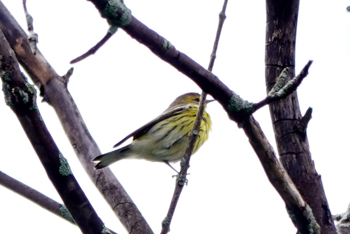 Cape May Warbler - ML641019369