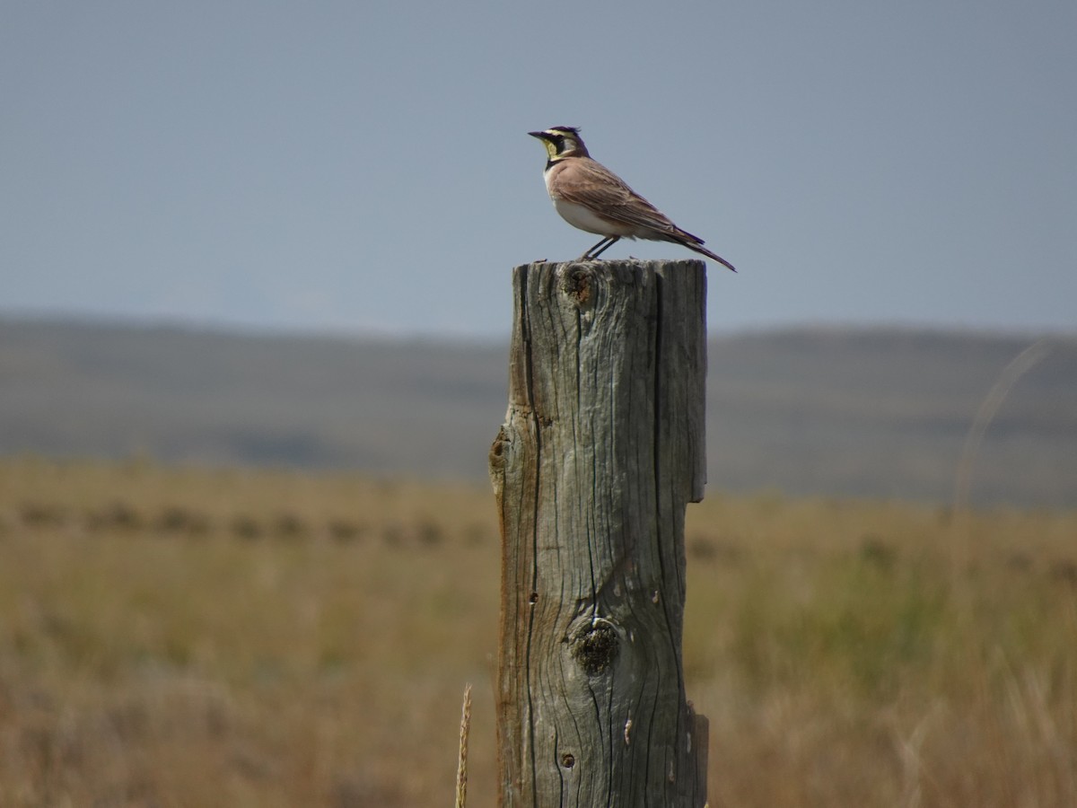 Horned Lark - ML641019371
