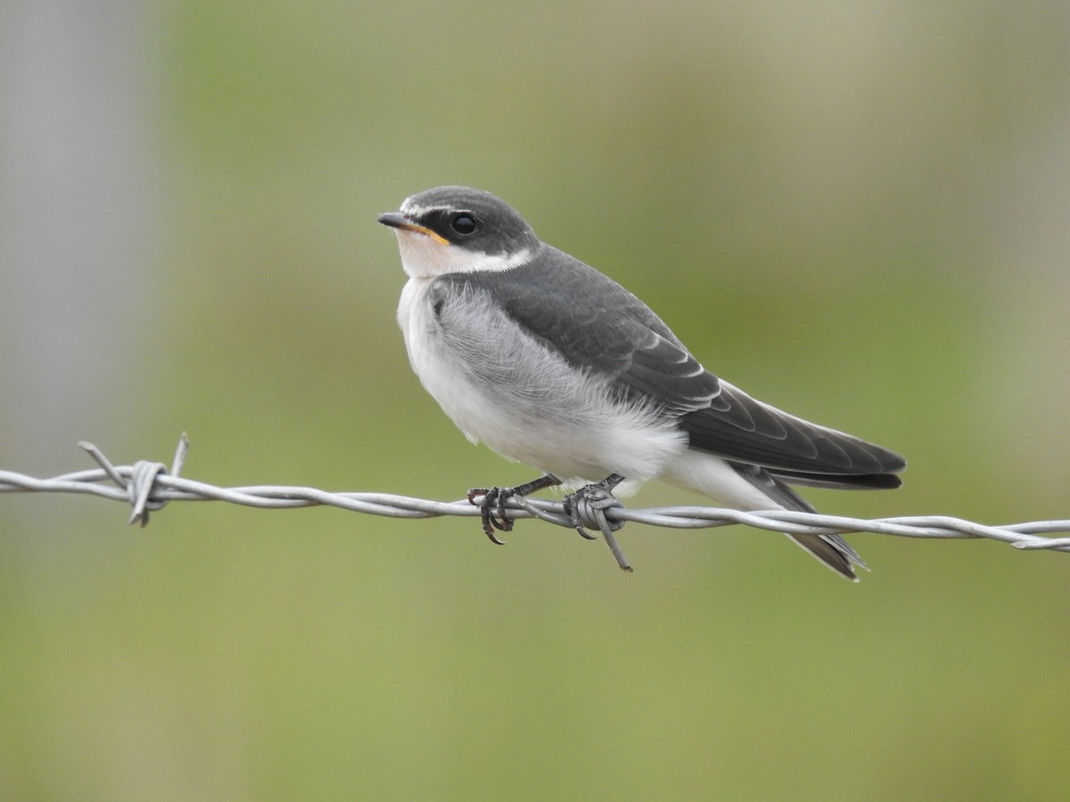 White-rumped Swallow - ML641019376