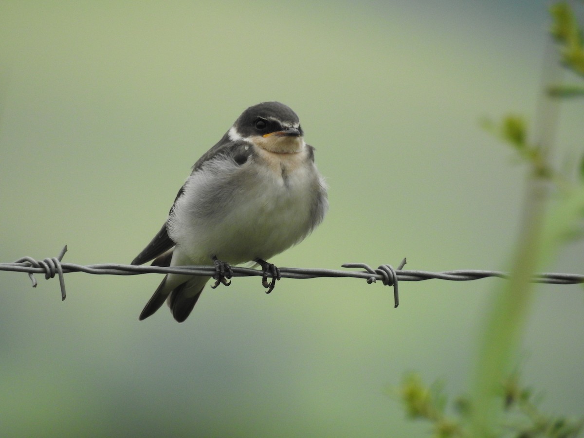 White-rumped Swallow - ML641019381