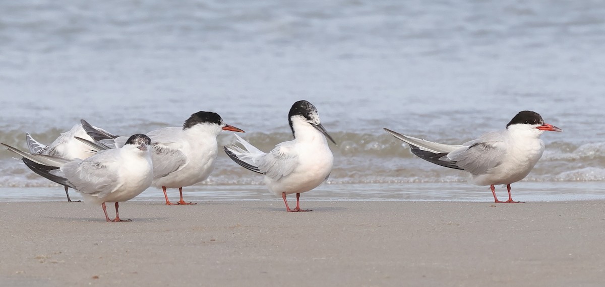 Common Tern - ML641019385
