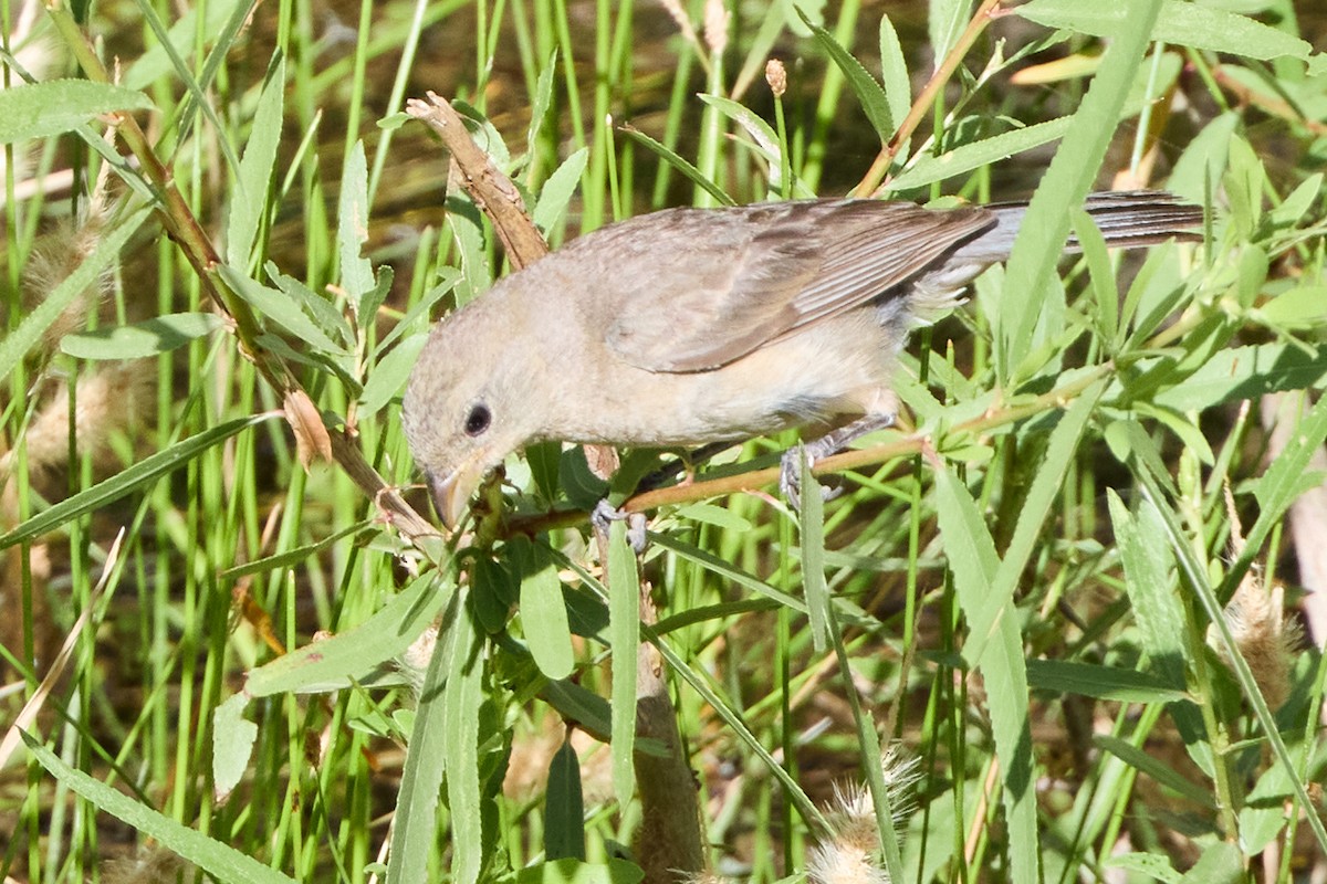 Varied Bunting - ML641019391