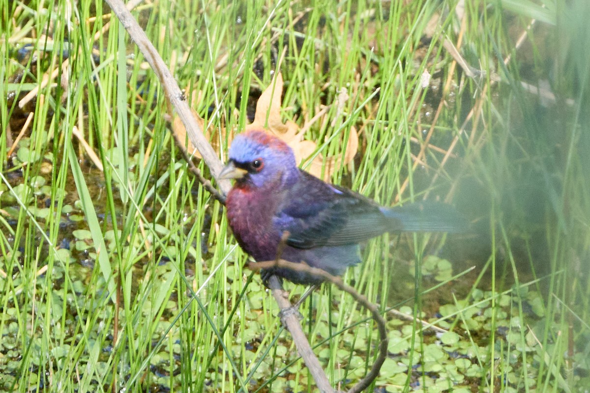 Varied Bunting - ML641019392
