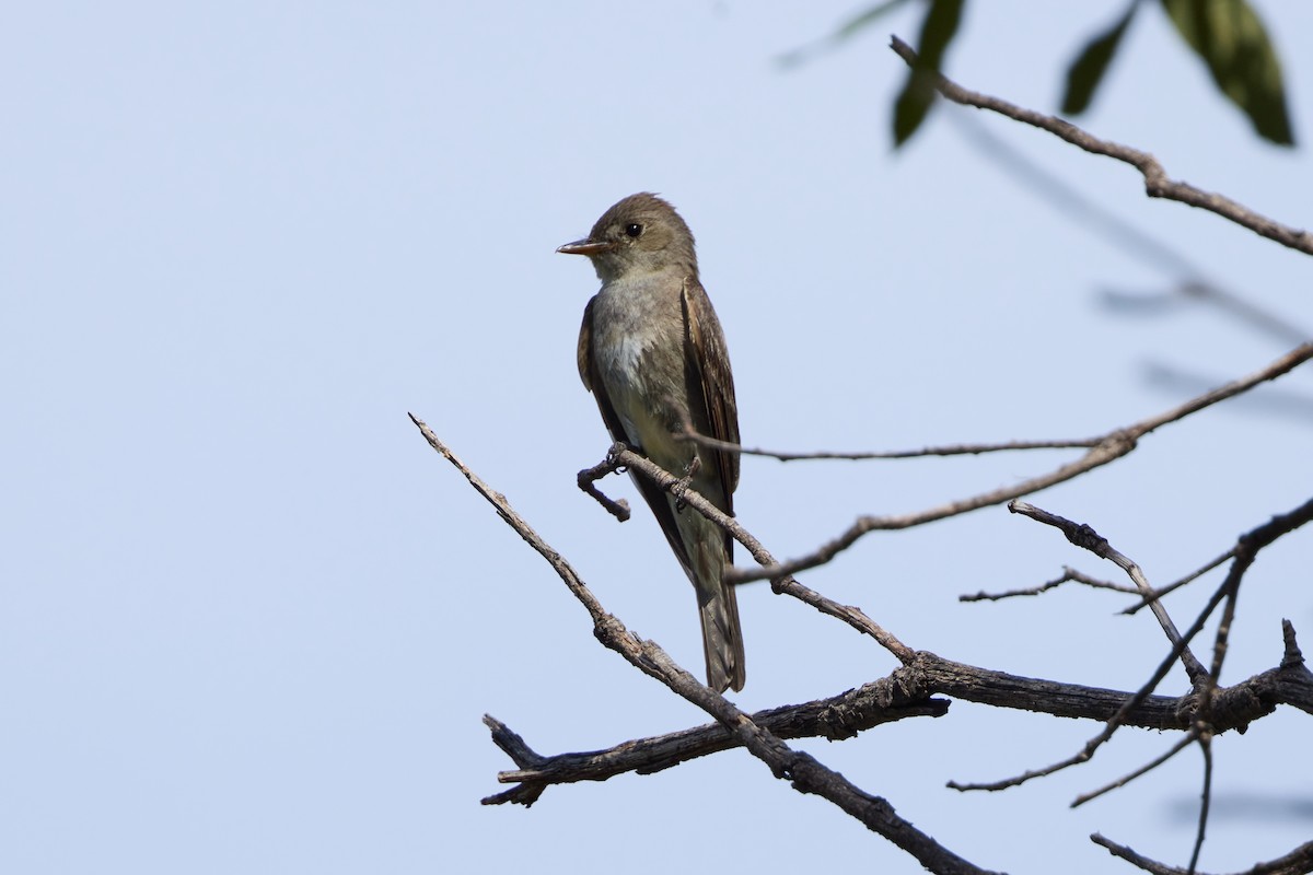 Western Wood-Pewee - ML641019400