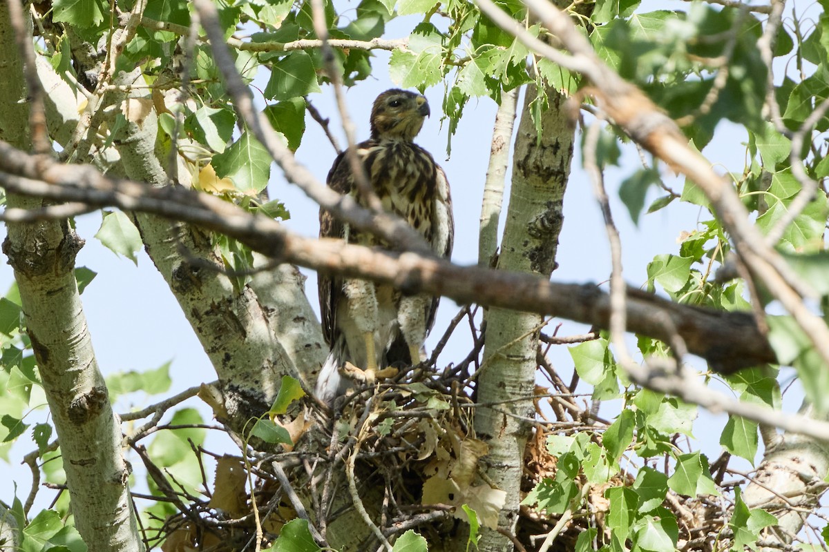 Gray Hawk - ML641019408