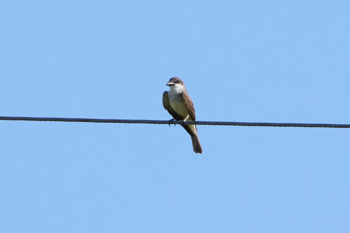 Thick-billed Kingbird - ML641019420