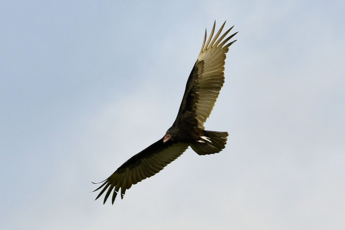 Turkey Vulture - ML641019441