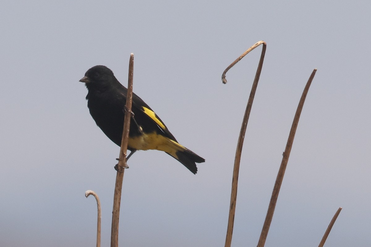 Black Siskin - ML641019448