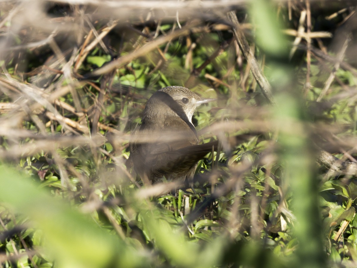 Sharp-billed Canastero - ML641019469