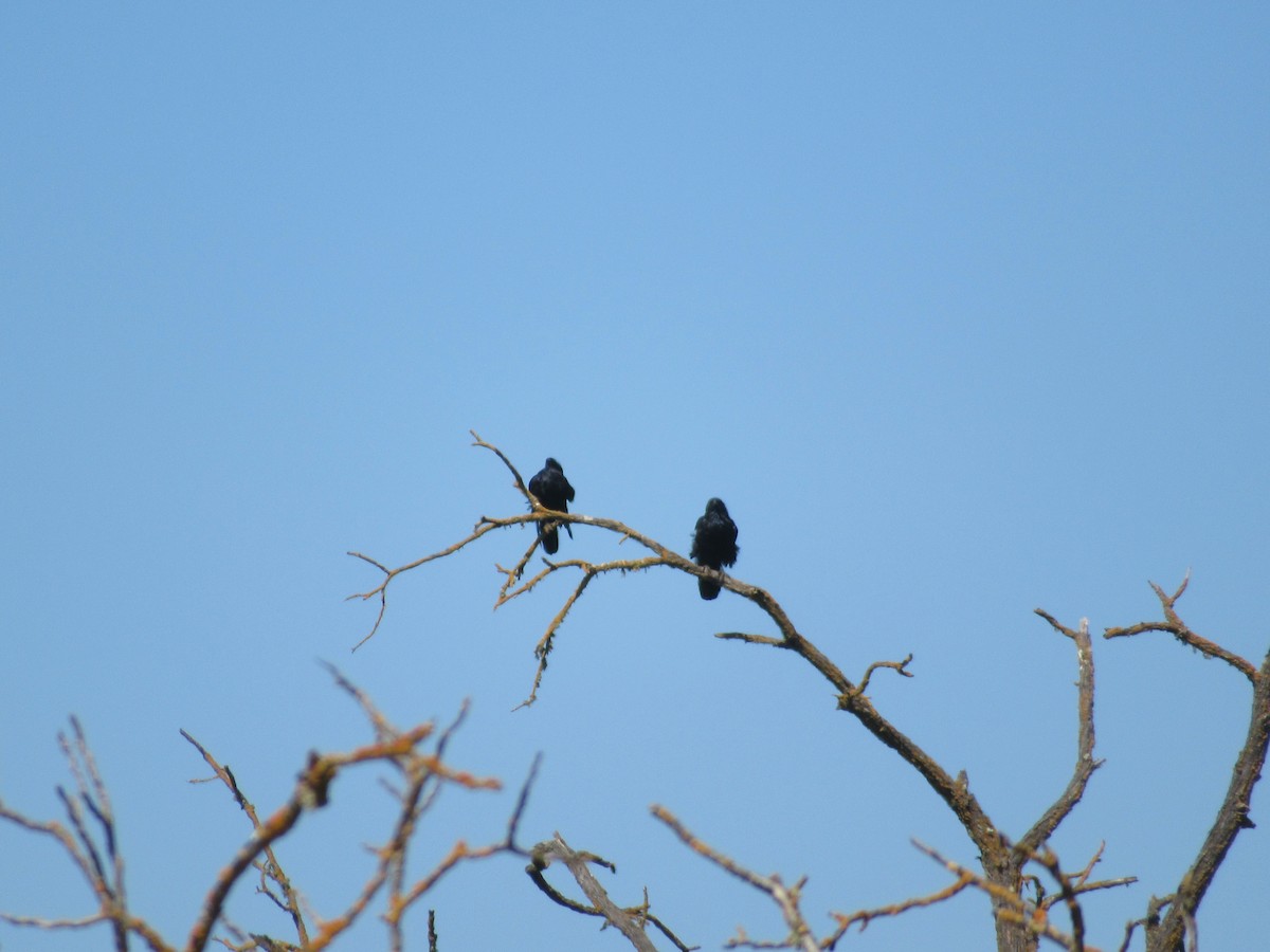 Grand Corbeau - ML641019488